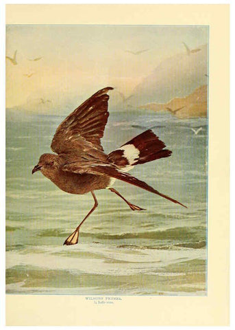 Reproducción/Reproduction 6302261306: Birds that hunt and are hunted New York :Doubleday, Page & Co.,1902, c1898