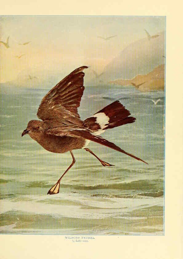 Reproducción/Reproduction 6302261306: Birds that hunt and are hunted New York :Doubleday, Page & Co.,1902, c1898