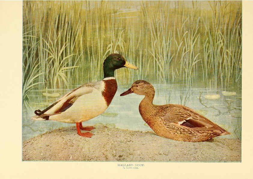 Reproducción/Reproduction 6301735517: Birds that hunt and are hunted New York :Doubleday, Page & Co.,1902, c1898
