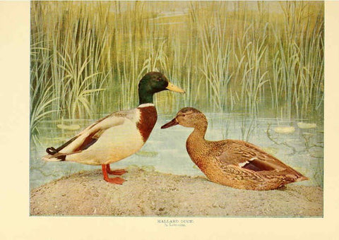 Reproducción/Reproduction 6301735517: Birds that hunt and are hunted New York :Doubleday, Page & Co.,1902, c1898