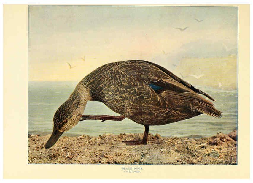 Reproducción/Reproduction 6302261998: Birds that hunt and are hunted New York :Doubleday, Page & Co.,1902, c1898