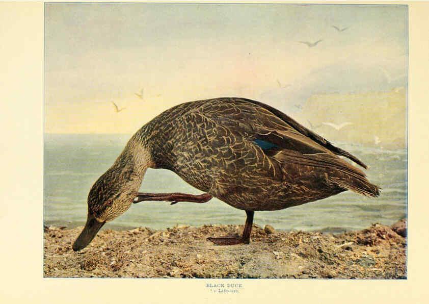 Reproducción/Reproduction 6302261998: Birds that hunt and are hunted New York :Doubleday, Page & Co.,1902, c1898