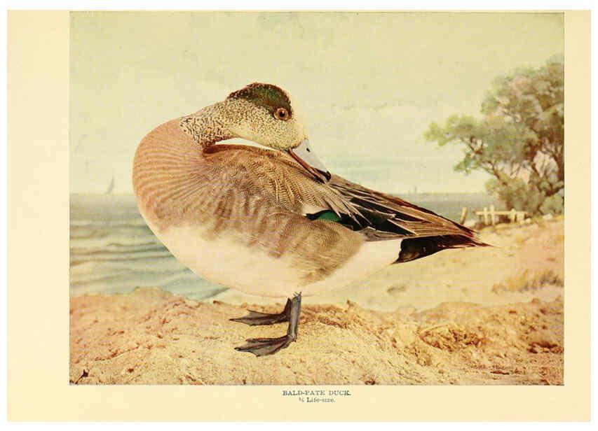 Reproducción/Reproduction 6302262246: Birds that hunt and are hunted New York :Doubleday, Page & Co.,1902, c1898