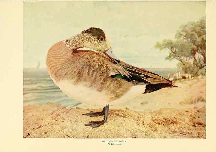Reproducción/Reproduction 6302262246: Birds that hunt and are hunted New York :Doubleday, Page & Co.,1902, c1898