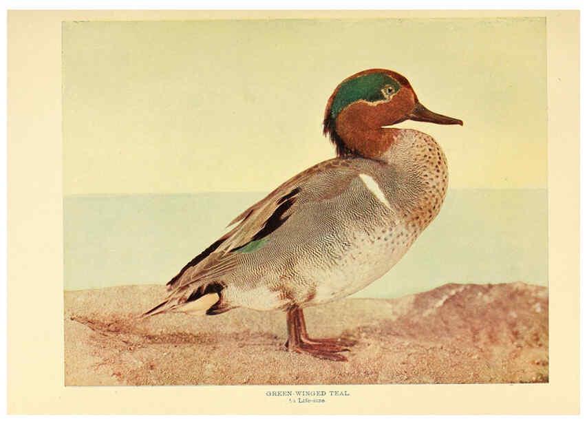 Reproducción/Reproduction 6301736265: Birds that hunt and are hunted New York :Doubleday, Page & Co.,1902, c1898
