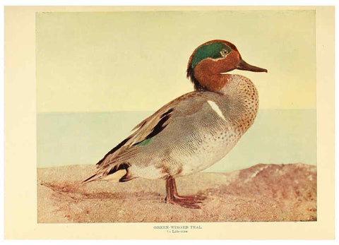 Reproducción/Reproduction 6301736265: Birds that hunt and are hunted New York :Doubleday, Page & Co.,1902, c1898
