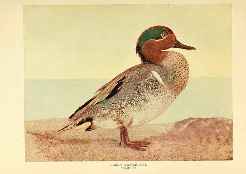 Reproducción/Reproduction 6301736265: Birds that hunt and are hunted New York :Doubleday, Page & Co.,1902, c1898