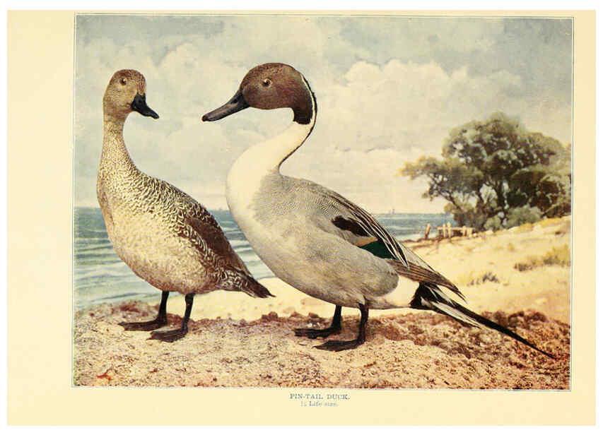 Reproducción/Reproduction 6302262618: Birds that hunt and are hunted New York :Doubleday, Page & Co.,1902, c1898