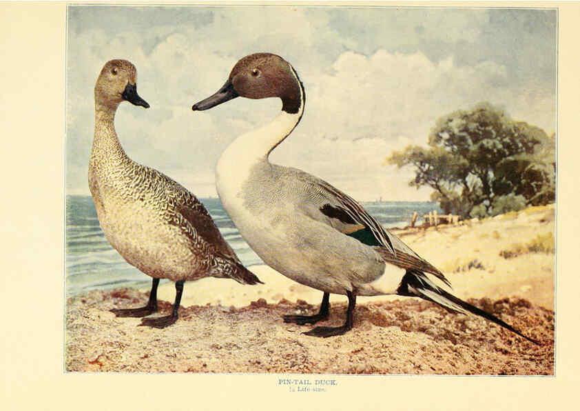 Reproducción/Reproduction 6302262618: Birds that hunt and are hunted New York :Doubleday, Page & Co.,1902, c1898