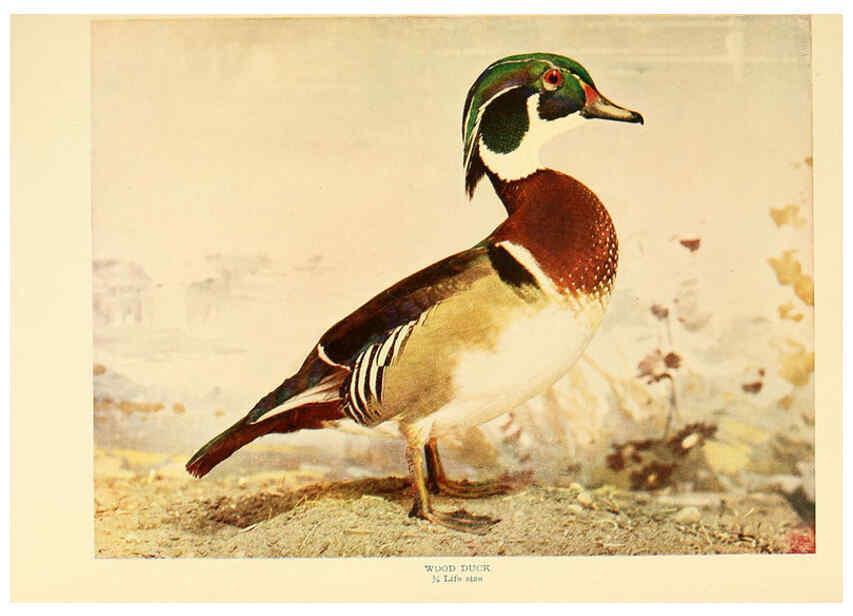 Reproducción/Reproduction 6301736669: Birds that hunt and are hunted New York :Doubleday, Page & Co.,1902, c1898