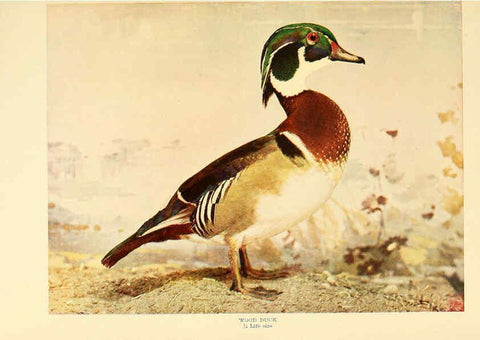 Reproducción/Reproduction 6301736669: Birds that hunt and are hunted New York :Doubleday, Page & Co.,1902, c1898