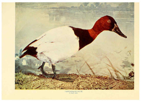 Reproducción/Reproduction 6302262950: Birds that hunt and are hunted New York :Doubleday, Page & Co.,1902, c1898