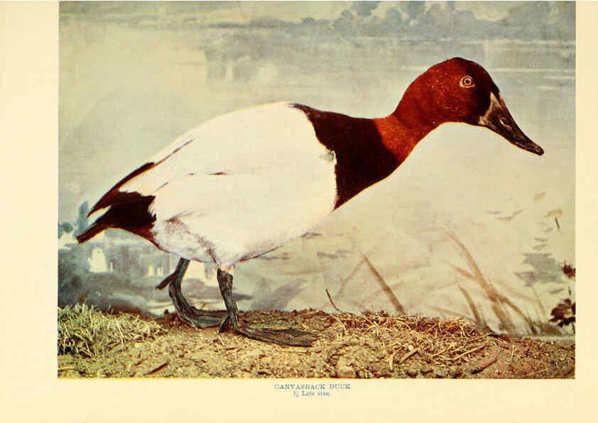 Reproducción/Reproduction 6302262950: Birds that hunt and are hunted New York :Doubleday, Page & Co.,1902, c1898