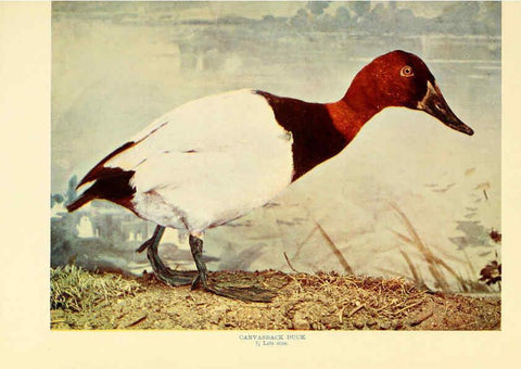 Reproducción/Reproduction 6302262950: Birds that hunt and are hunted New York :Doubleday, Page & Co.,1902, c1898