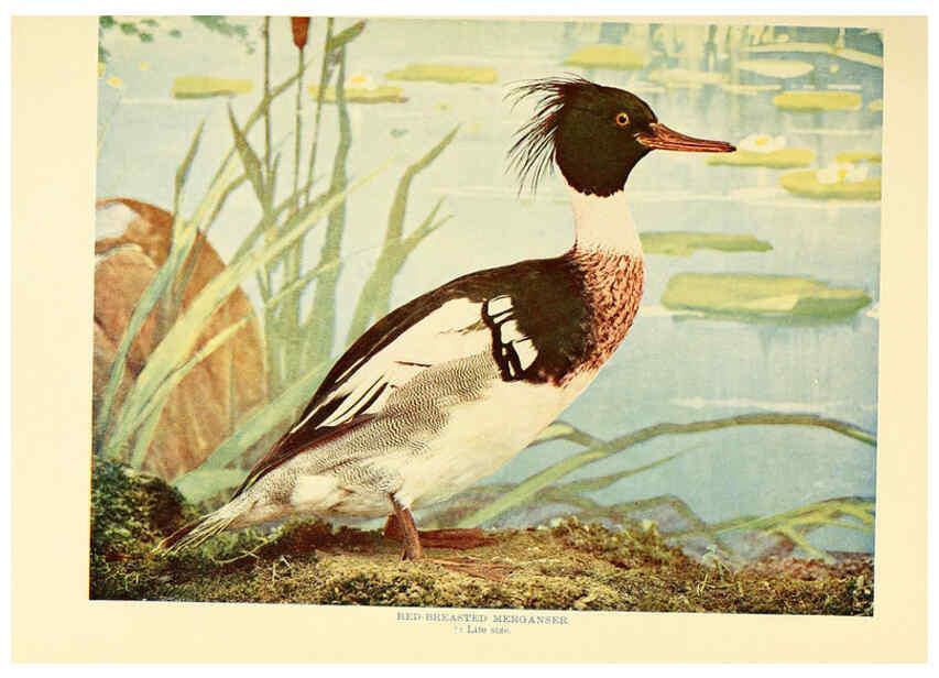 Reproducción/Reproduction 6302261478: Birds that hunt and are hunted New York :Doubleday, Page & Co.,1902, c1898