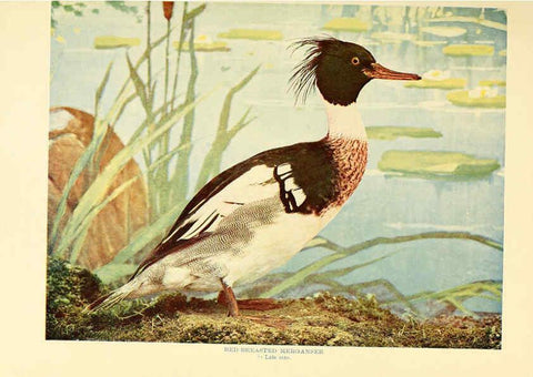Reproducción/Reproduction 6302261478: Birds that hunt and are hunted New York :Doubleday, Page & Co.,1902, c1898