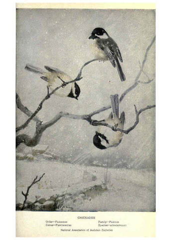 Reproducción/Reproduction 6302723056: Portraits and habits of our birds v.2. New York city :National association of Audubon societies,1920- 