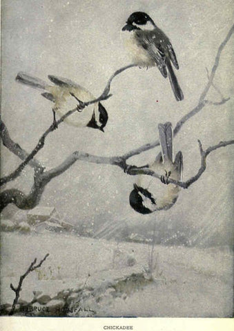 Reproducción/Reproduction 6302723056: Portraits and habits of our birds v.2. New York city :National association of Audubon societies,1920- 