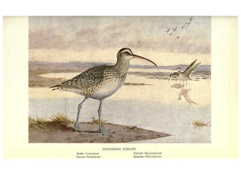 Reproducción/Reproduction 6302723378: Portraits and habits of our birds v.2. New York city :National association of Audubon societies,1920- 