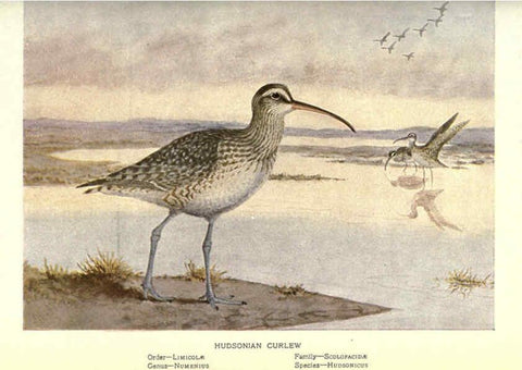 Reproducción/Reproduction 6302723378: Portraits and habits of our birds v.2. New York city :National association of Audubon societies,1920- 