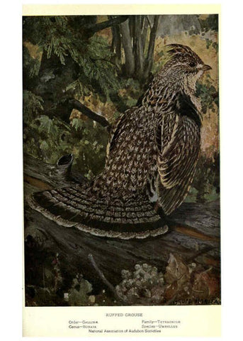 Reproducción/Reproduction 6302723632: Portraits and habits of our birds v.2. New York city :National association of Audubon societies,1920- 