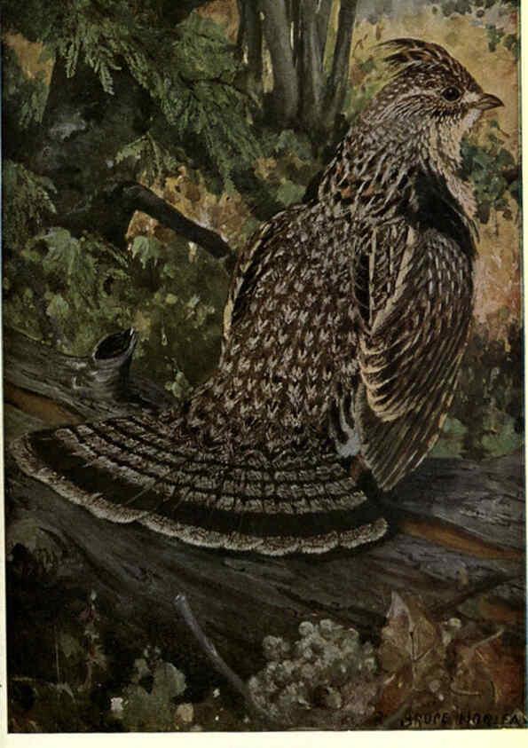 Reproducción/Reproduction 6302723632: Portraits and habits of our birds v.2. New York city :National association of Audubon societies,1920- 