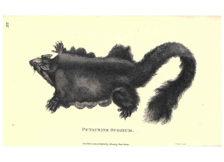 Reproducción/Reproduction 6302825106: General zoology, or Systematic natural history. v.1. pt. 2. London,Printed for G. Kearsley,1800-1826