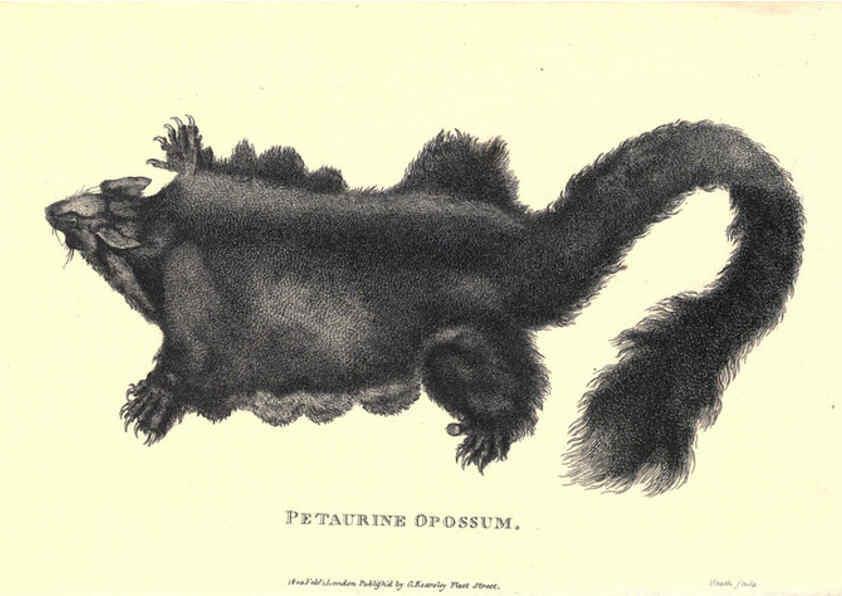 Reproducción/Reproduction 6302825106: General zoology, or Systematic natural history. v.1. pt. 2. London,Printed for G. Kearsley,1800-1826