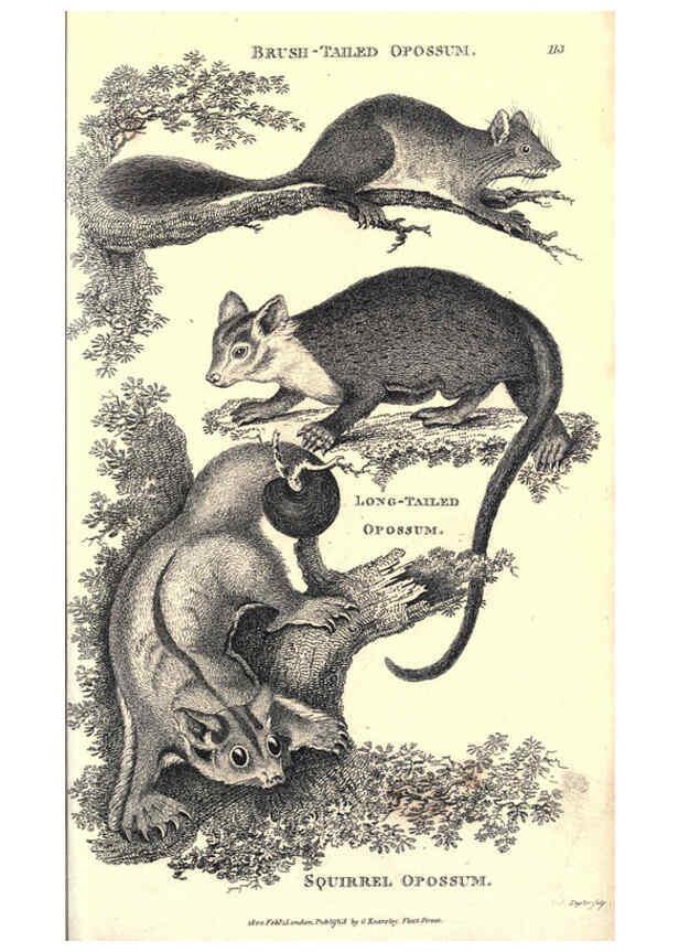 Reproducción/Reproduction 6302300265: General zoology, or Systematic natural history. v.1. pt. 2. London,Printed for G. Kearsley,1800-1826