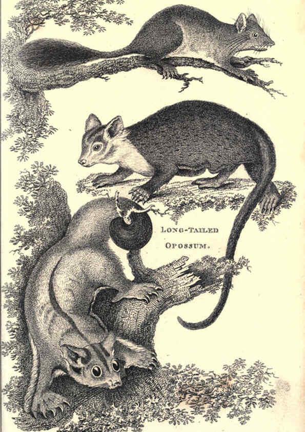 Reproducción/Reproduction 6302300265: General zoology, or Systematic natural history. v.1. pt. 2. London,Printed for G. Kearsley,1800-1826