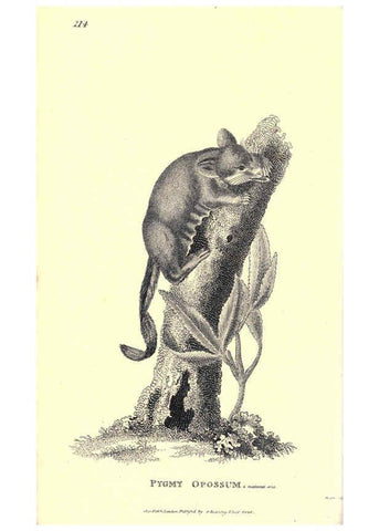 Reproducción/Reproduction 6302825736: General zoology, or Systematic natural history. v.1. pt. 2. London,Printed for G. Kearsley,1800-1826