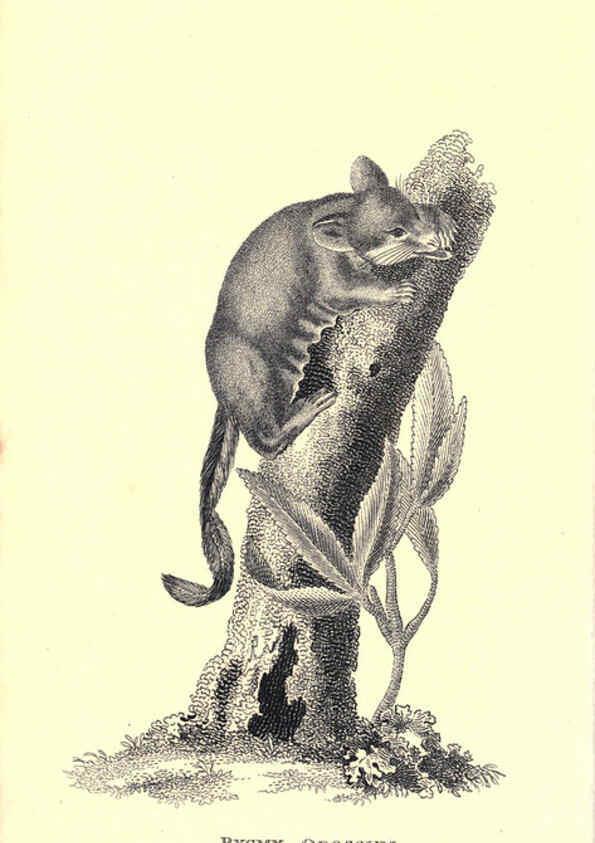 Reproducción/Reproduction 6302825736: General zoology, or Systematic natural history. v.1. pt. 2. London,Printed for G. Kearsley,1800-1826