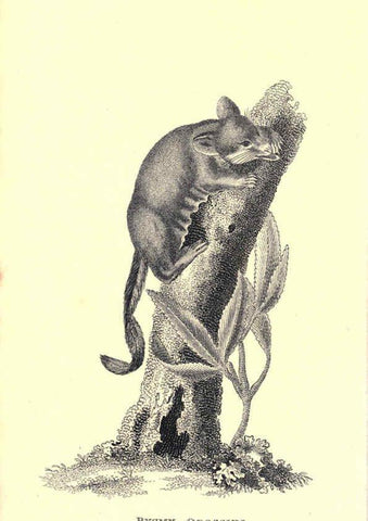 Reproducción/Reproduction 6302825736: General zoology, or Systematic natural history. v.1. pt. 2. London,Printed for G. Kearsley,1800-1826