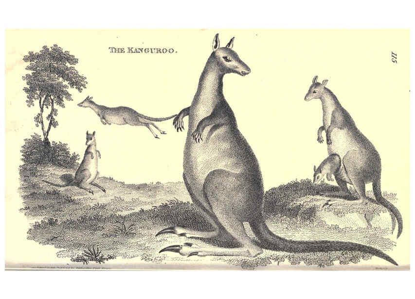 Reproducción/Reproduction 6302301085: General zoology, or Systematic natural history. v.1. pt. 2. London,Printed for G. Kearsley,1800-1826