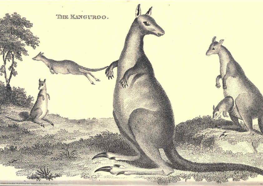 Reproducción/Reproduction 6302301085: General zoology, or Systematic natural history. v.1. pt. 2. London,Printed for G. Kearsley,1800-1826