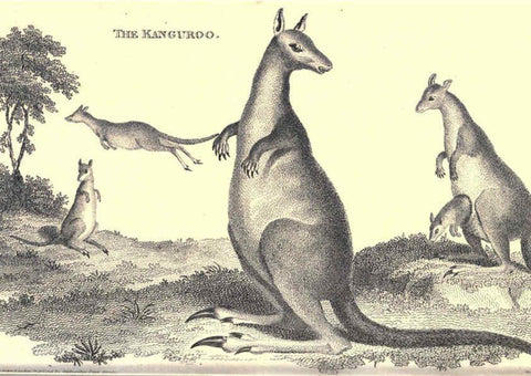 Reproducción/Reproduction 6302301085: General zoology, or Systematic natural history. v.1. pt. 2. London,Printed for G. Kearsley,1800-1826