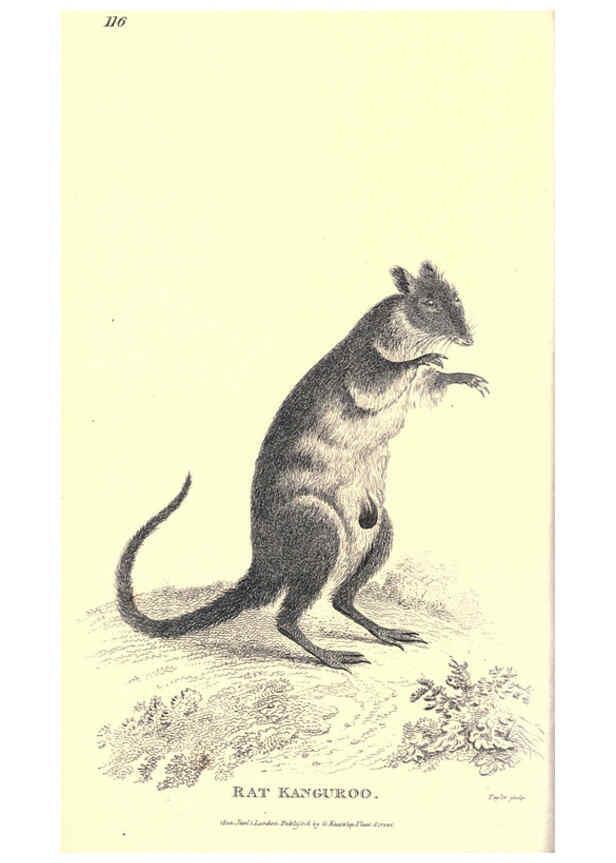 Reproducción/Reproduction 6302826734: General zoology, or Systematic natural history. v.1. pt. 2. London,Printed for G. Kearsley,1800-1826