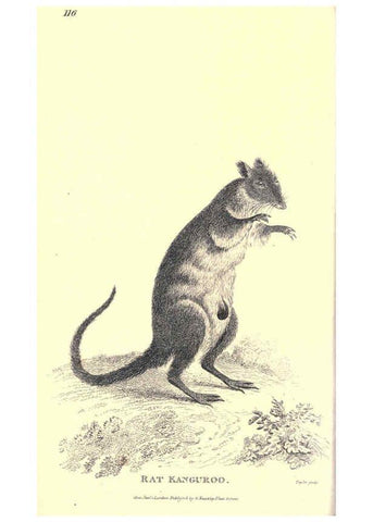 Reproducción/Reproduction 6302826734: General zoology, or Systematic natural history. v.1. pt. 2. London,Printed for G. Kearsley,1800-1826