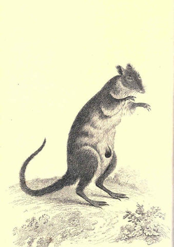 Reproducción/Reproduction 6302826734: General zoology, or Systematic natural history. v.1. pt. 2. London,Printed for G. Kearsley,1800-1826