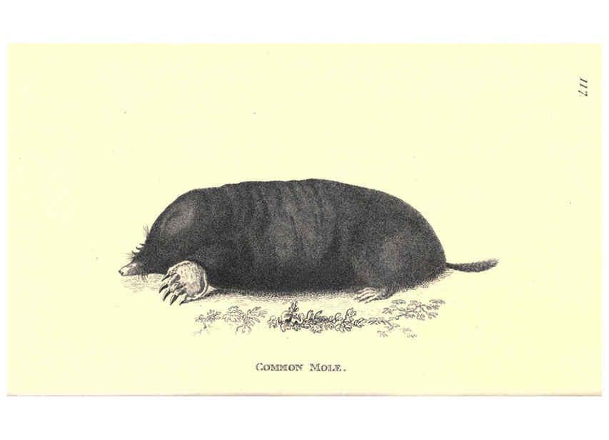 Reproducción/Reproduction 6302302239: General zoology, or Systematic natural history. v.1. pt. 2. London,Printed for G. Kearsley,1800-1826