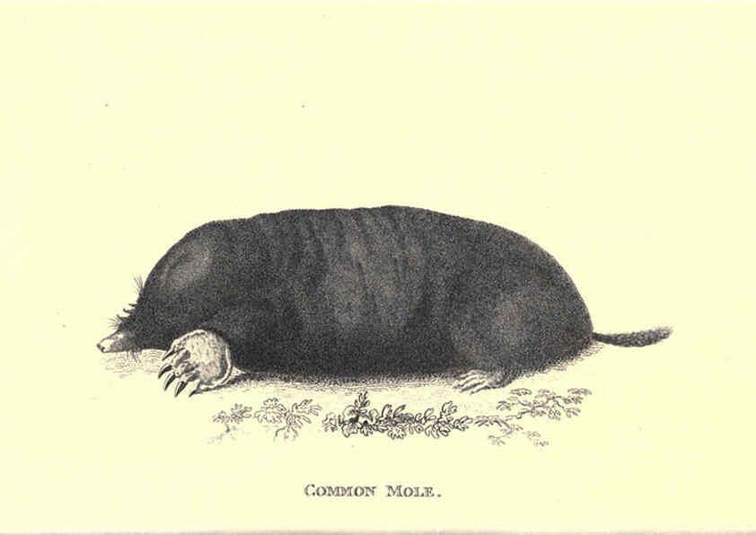 Reproducción/Reproduction 6302302239: General zoology, or Systematic natural history. v.1. pt. 2. London,Printed for G. Kearsley,1800-1826