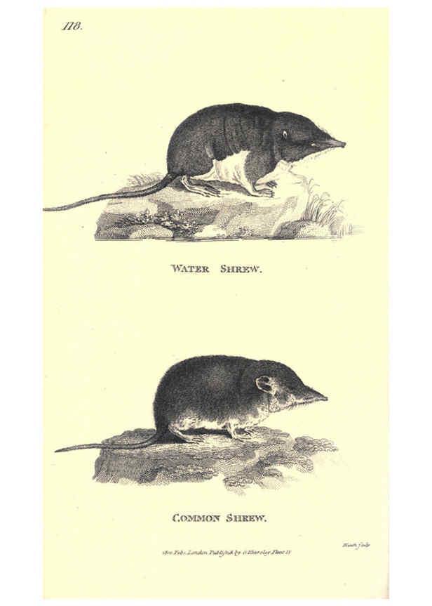 Reproducción/Reproduction 6302827654: General zoology, or Systematic natural history. v.1. pt. 2. London,Printed for G. Kearsley,1800-1826