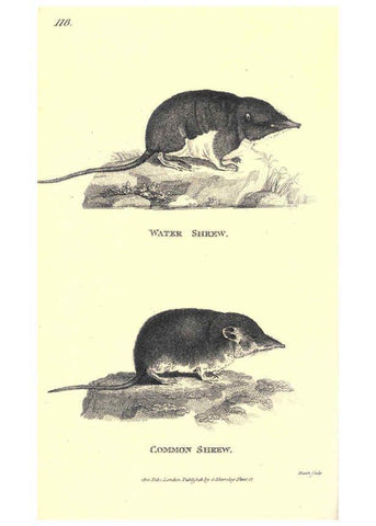 Reproducción/Reproduction 6302827654: General zoology, or Systematic natural history. v.1. pt. 2. London,Printed for G. Kearsley,1800-1826