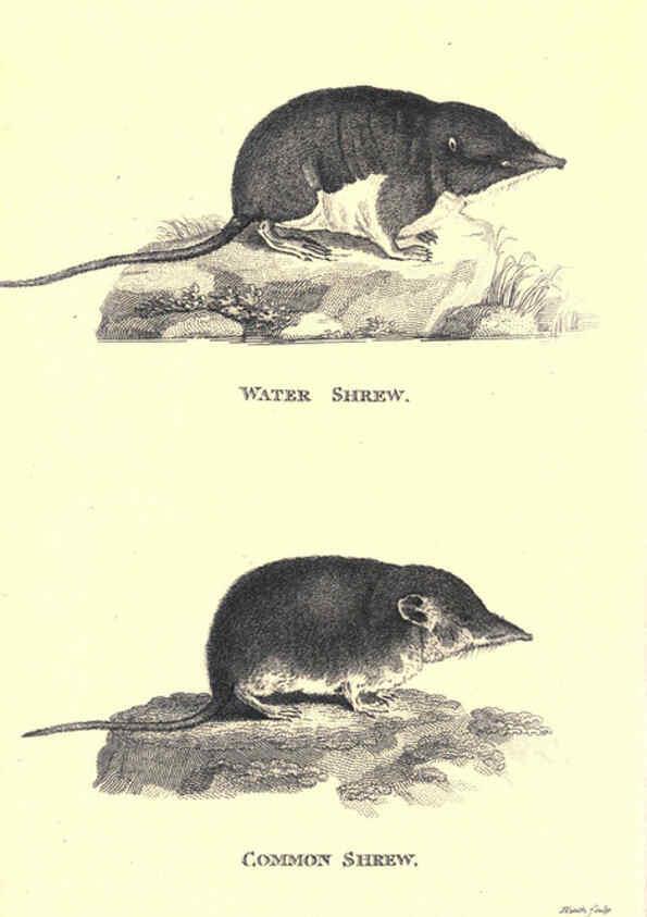 Reproducción/Reproduction 6302827654: General zoology, or Systematic natural history. v.1. pt. 2. London,Printed for G. Kearsley,1800-1826