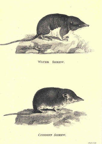Reproducción/Reproduction 6302827654: General zoology, or Systematic natural history. v.1. pt. 2. London,Printed for G. Kearsley,1800-1826