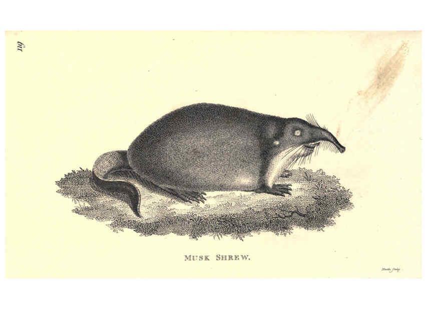 Reproducción/Reproduction 6302303059: General zoology, or Systematic natural history. v.1. pt. 2. London,Printed for G. Kearsley,1800-1826