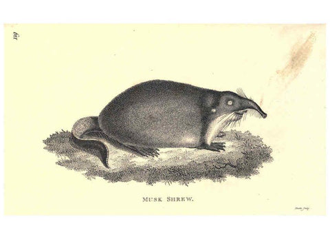 Reproducción/Reproduction 6302303059: General zoology, or Systematic natural history. v.1. pt. 2. London,Printed for G. Kearsley,1800-1826