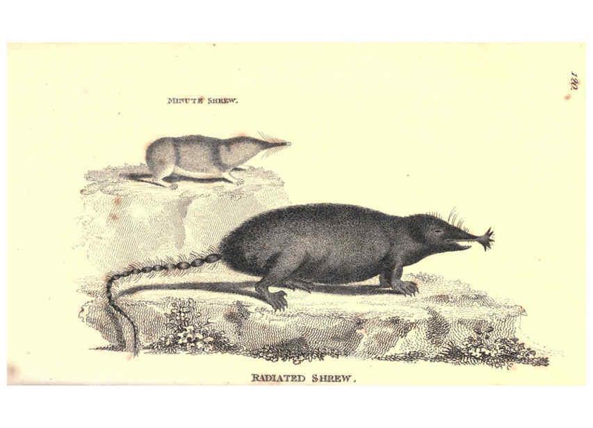 Reproducción/Reproduction 6302828436: General zoology, or Systematic natural history. v.1. pt. 2. London,Printed for G. Kearsley,1800-1826