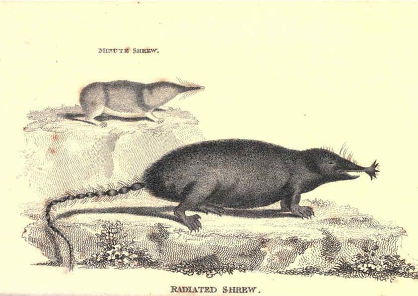 Reproducción/Reproduction 6302828436: General zoology, or Systematic natural history. v.1. pt. 2. London,Printed for G. Kearsley,1800-1826