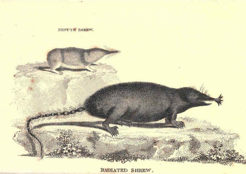 Reproducción/Reproduction 6302828436: General zoology, or Systematic natural history. v.1. pt. 2. London,Printed for G. Kearsley,1800-1826